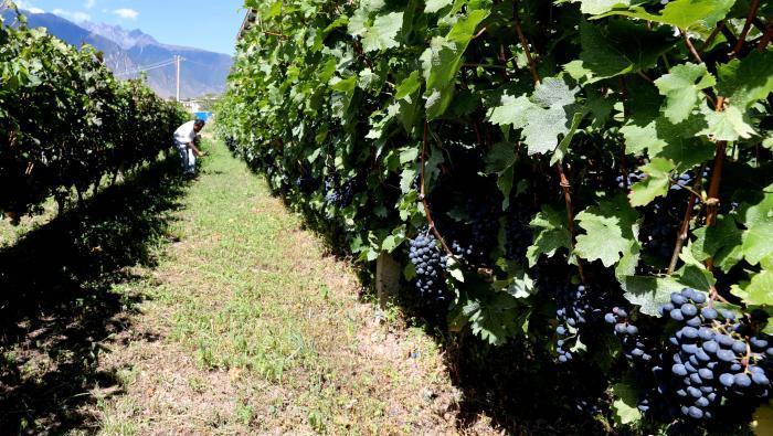 昌都芒康縣依托“兩江流域”干熱河谷地帶地理優(yōu)勢將康巴蜜橘、蘋果、甜石榴、葡萄、蜜桃等經(jīng)濟林木種植?！〔际忻⒖悼h委宣傳部供圖