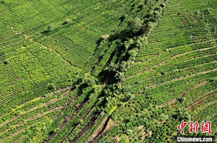 圖為西藏林芝市墨脫縣果果塘大拐彎附近的茶田。(無人機照片) 李林 攝