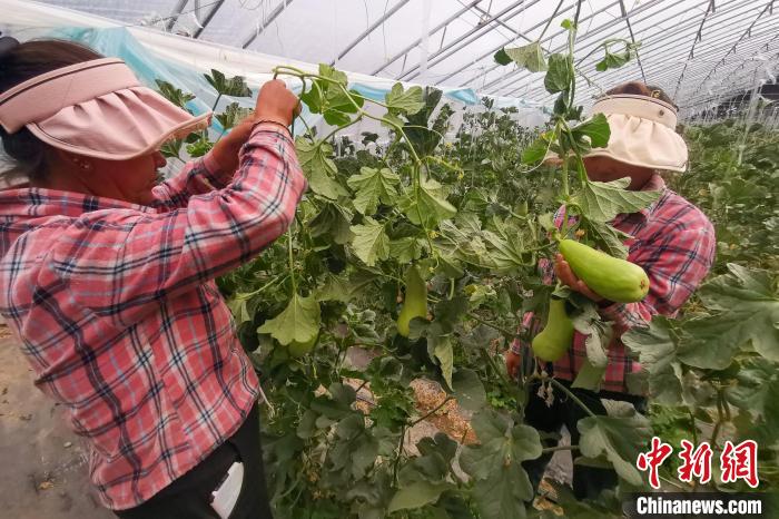 工作人員打理高原溫室大棚?！⒔ㄜ?攝