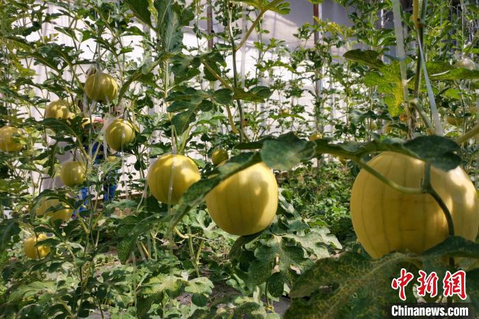 圖為康馬縣大棚內(nèi)的金太陽西瓜?！⒔ㄜ?攝