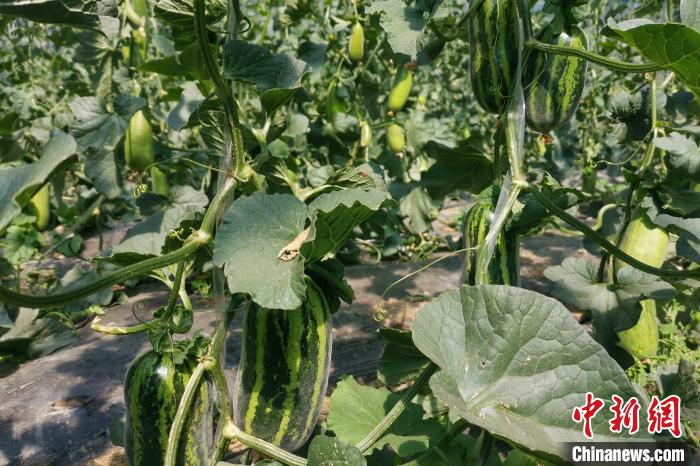 圖為西藏康馬縣大棚內(nèi)的博洋九號甜瓜?！⒔ㄜ?攝