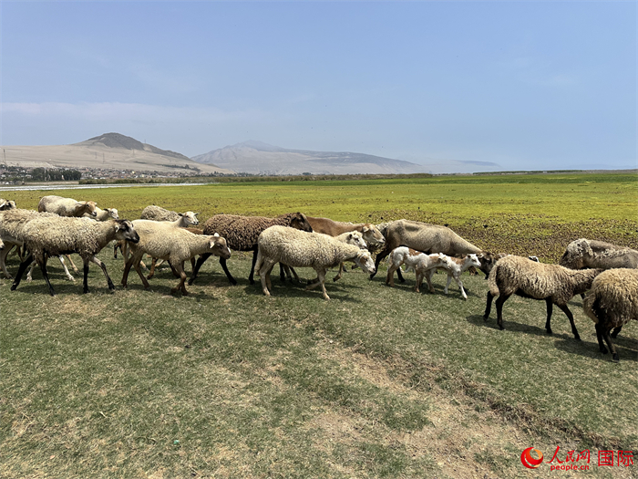 當(dāng)?shù)貢r間11月15日，羊群在錢凱港附近的圣羅莎濕地棲息。人民網(wǎng)記者 周雨攝