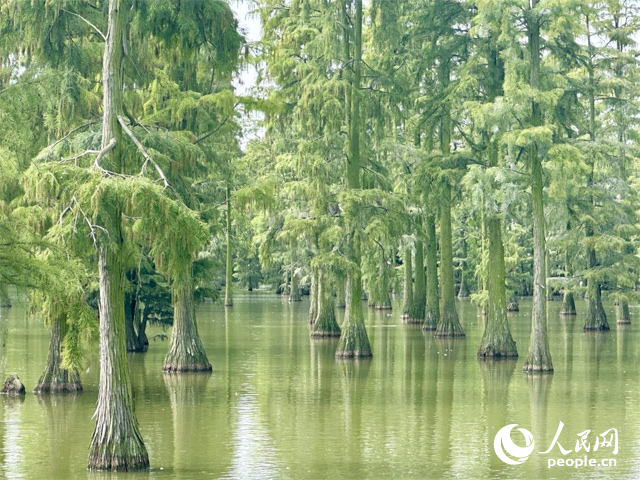 湖北省武漢漲渡湖濕地，池杉“破水而出”。人民網(wǎng)記者 張沛攝