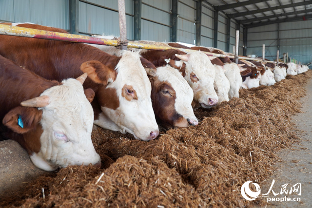 在思博農(nóng)業(yè)科技有限公司內(nèi)，肉牛正在吃秸稈轉(zhuǎn)化的飼料。人民網(wǎng)記者 陳若天攝