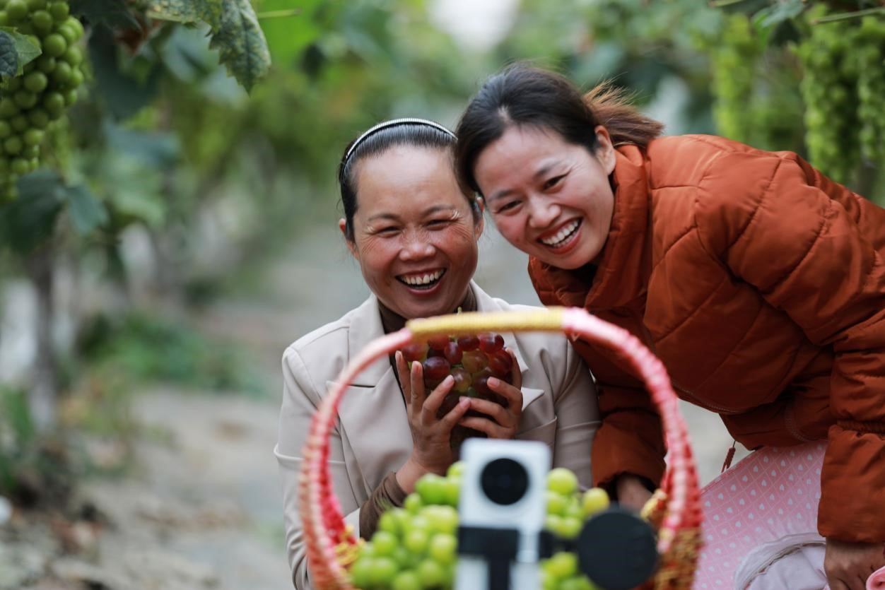 2024年10月6日，果農(nóng)在貴州省黔西市金碧鎮(zhèn)新蘭村葡萄園里進(jìn)行直播銷(xiāo)售。來(lái)源：人民圖片