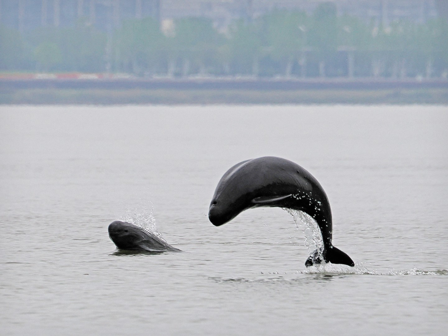 文化中國行 長江之歌丨微笑的江豚，從四千年前“游”來