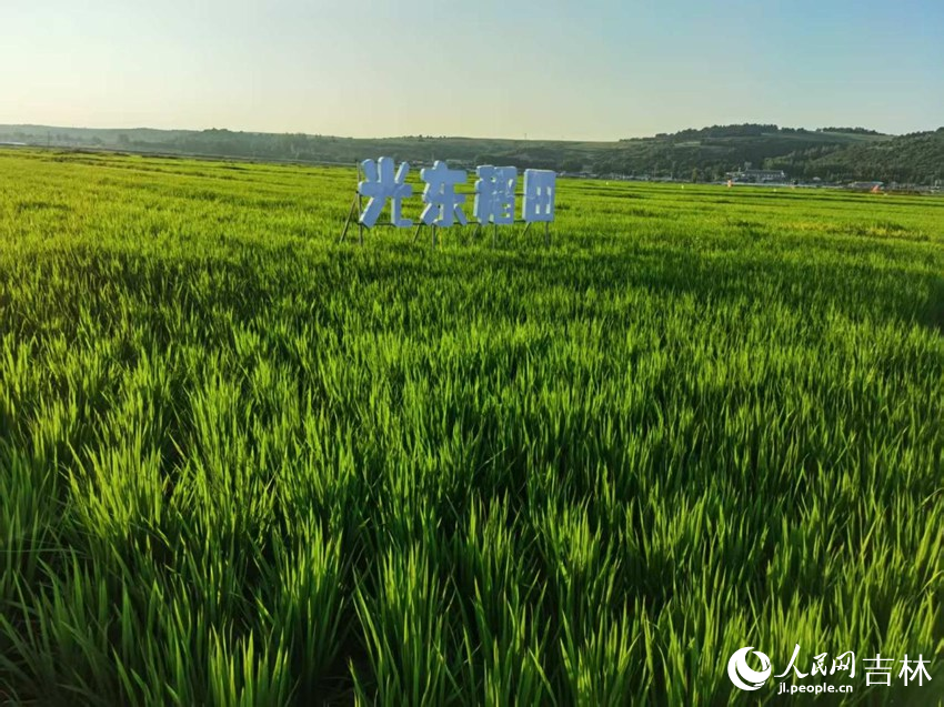 光東村稻田風(fēng)景美如畫(huà)（資料圖片）。人民網(wǎng)記者 王海躍攝