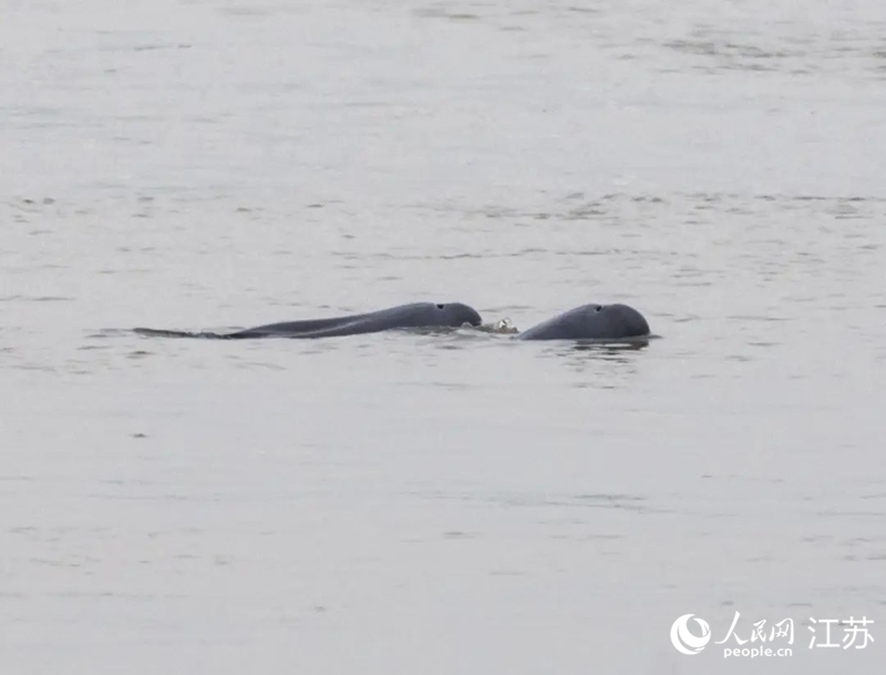 在南京長江新濟(jì)洲國家濕地公園拍到的江豚。人民網(wǎng)記者 王丹丹攝