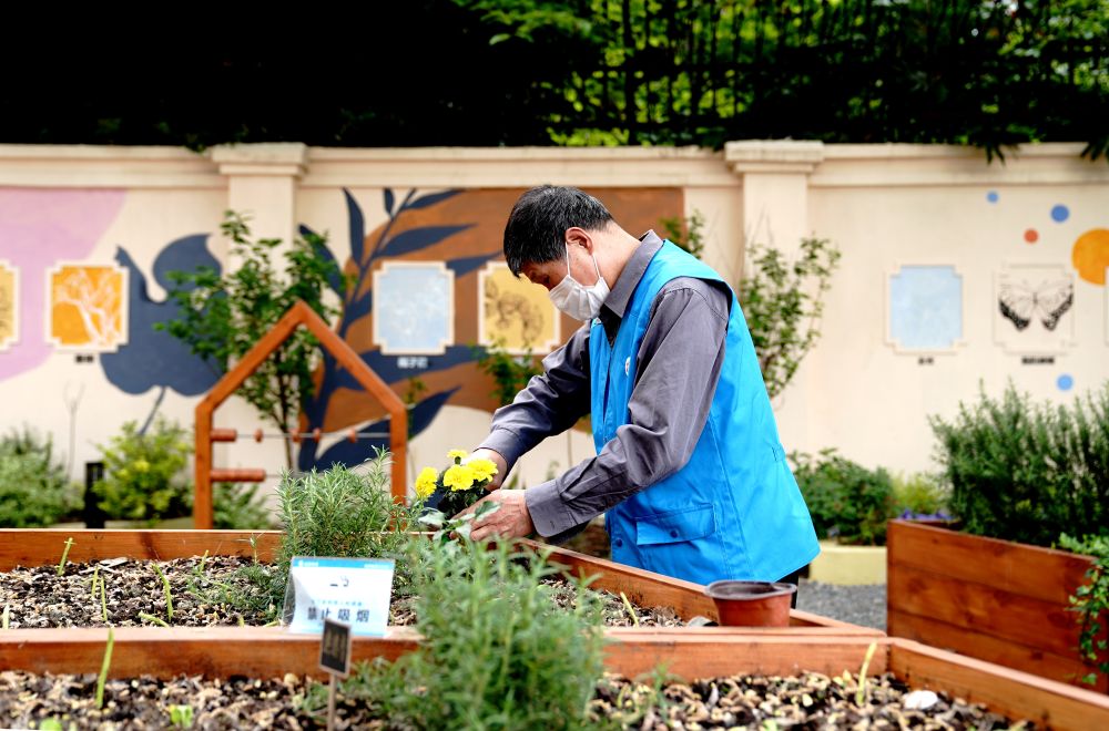 上海市長寧區(qū)虹旭小區(qū)居民在整理改造社區(qū)花園。居民們把堆肥箱里發(fā)酵出來的“綠色材料”和土壤拌在一起鋪在種植箱中（2020年4月22日攝）。新華社記者 張建松 攝