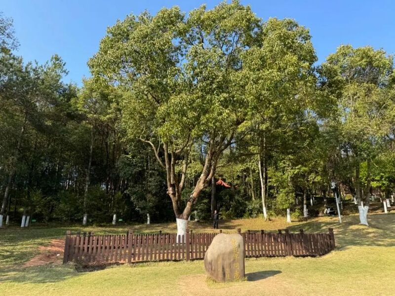 習(xí)近平同志為福建省長(zhǎng)汀縣水土保持科教園捐種的香樟樹(shù)。圖源：學(xué)習(xí)時(shí)報(bào)