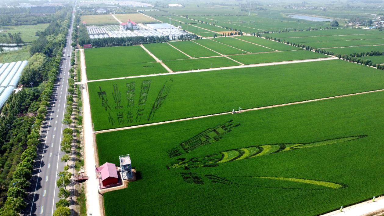 俯瞰小崗村高標(biāo)準(zhǔn)農(nóng)田。鳳陽縣委宣傳部供圖