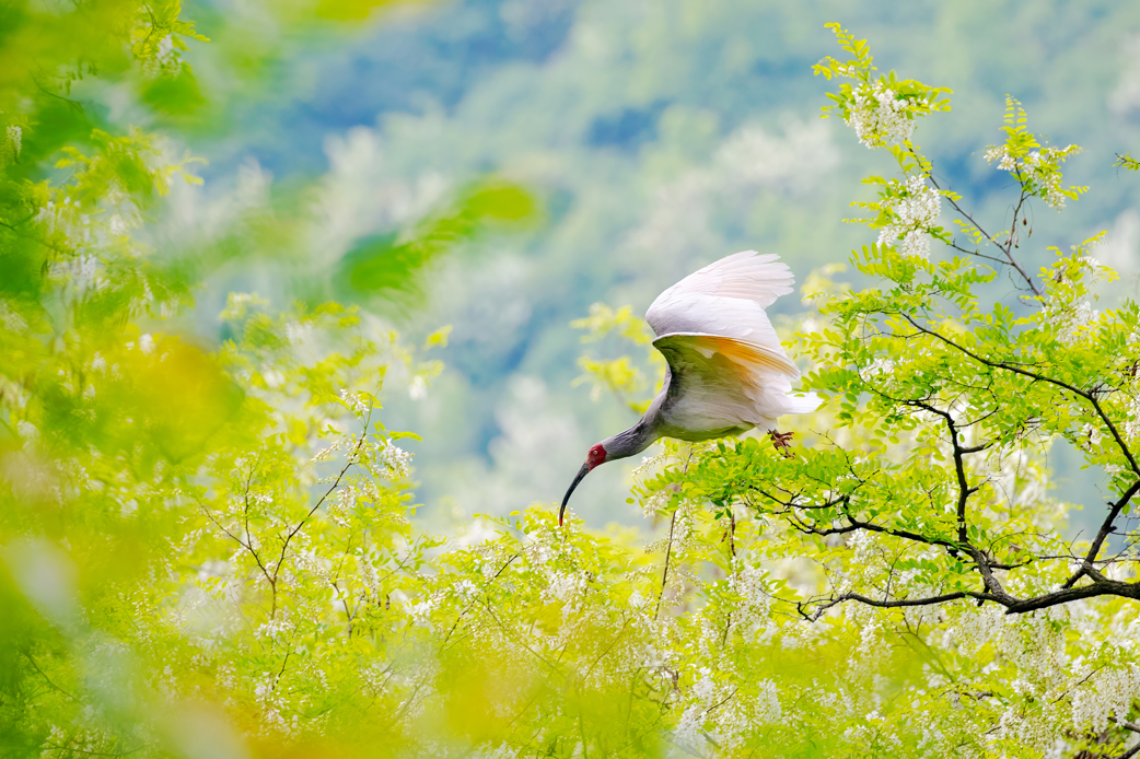 2024年5月2日，一只秦嶺以北野放朱鹮在陜西省銅川市耀州區(qū)沮河上游洋槐林中飛翔。