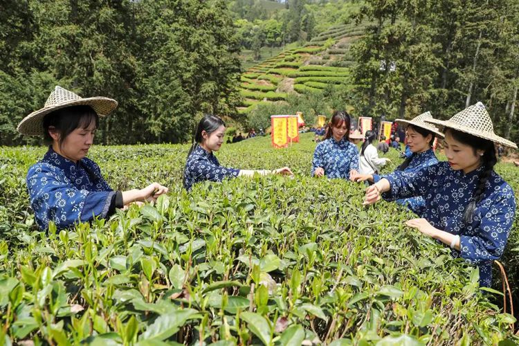 2025年4月13日，福建武夷山市星村鎮(zhèn)朝陽村茶農(nóng)在生態(tài)茶園展示采茶。新華社發(fā)（邱汝泉 攝）
