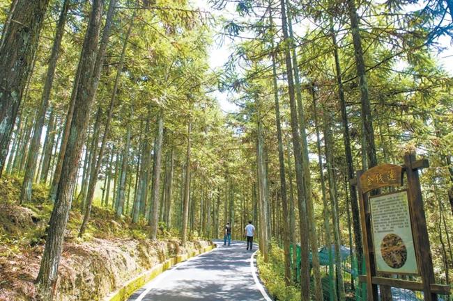 福建周寧縣黃振芳家庭林場。（圖源：央視新聞）