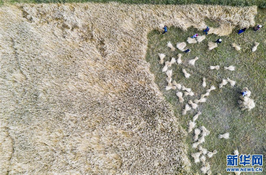 (美麗中國)(3)拉薩河谷:大地流金迎豐收