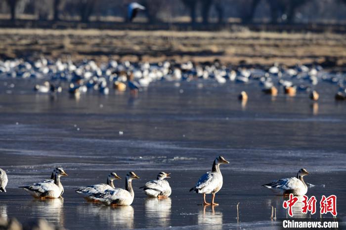 圖為拉薩市林周縣境內(nèi)越冬的候鳥?！∝暩聛硭?攝