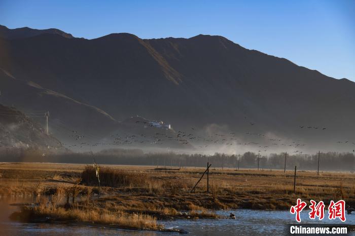 圖為拉薩市林周縣境內(nèi)飛翔的候鳥(niǎo)。　貢嘎來(lái)松 攝