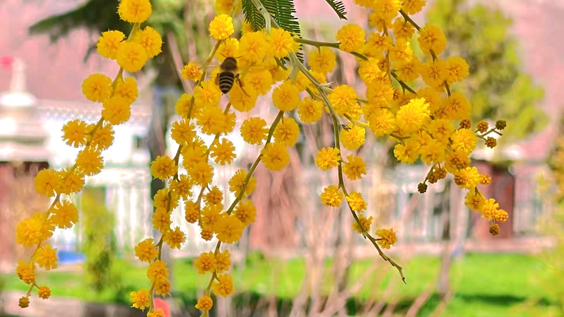 蜜蜂吮吸著金合歡花蕊里的蜂蜜。