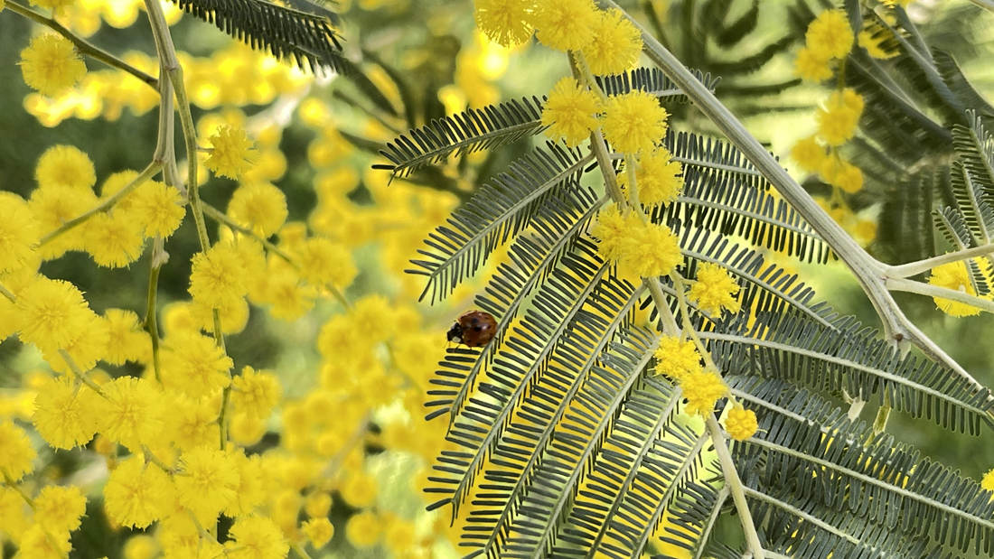 七星瓢蟲在金合歡葉子上嬉戲。