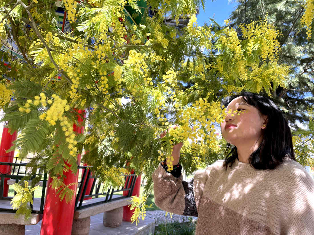 游客仔細觀賞黃絨絨的金合歡花。