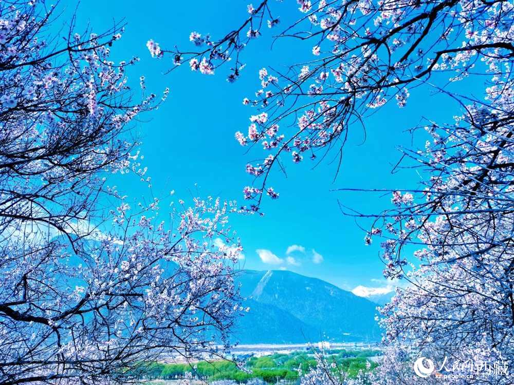 桃花在藍(lán)天白云的映襯下分外好看。人民網(wǎng) 李海霞攝