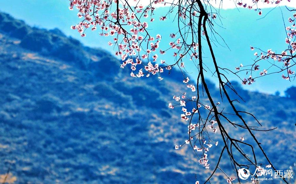 清麗的桃花。人民網(wǎng) 李海霞攝