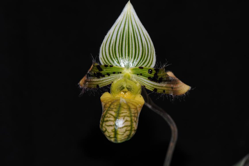 秀麗兜蘭。金效華攝