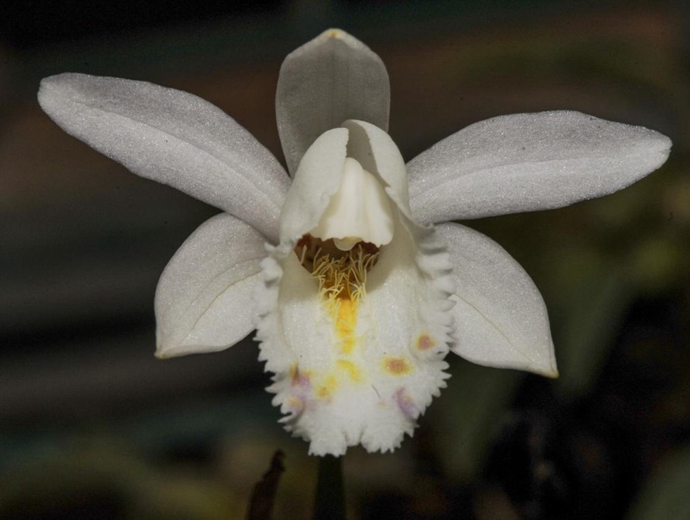 毛唇獨蒜蘭。 金效華攝