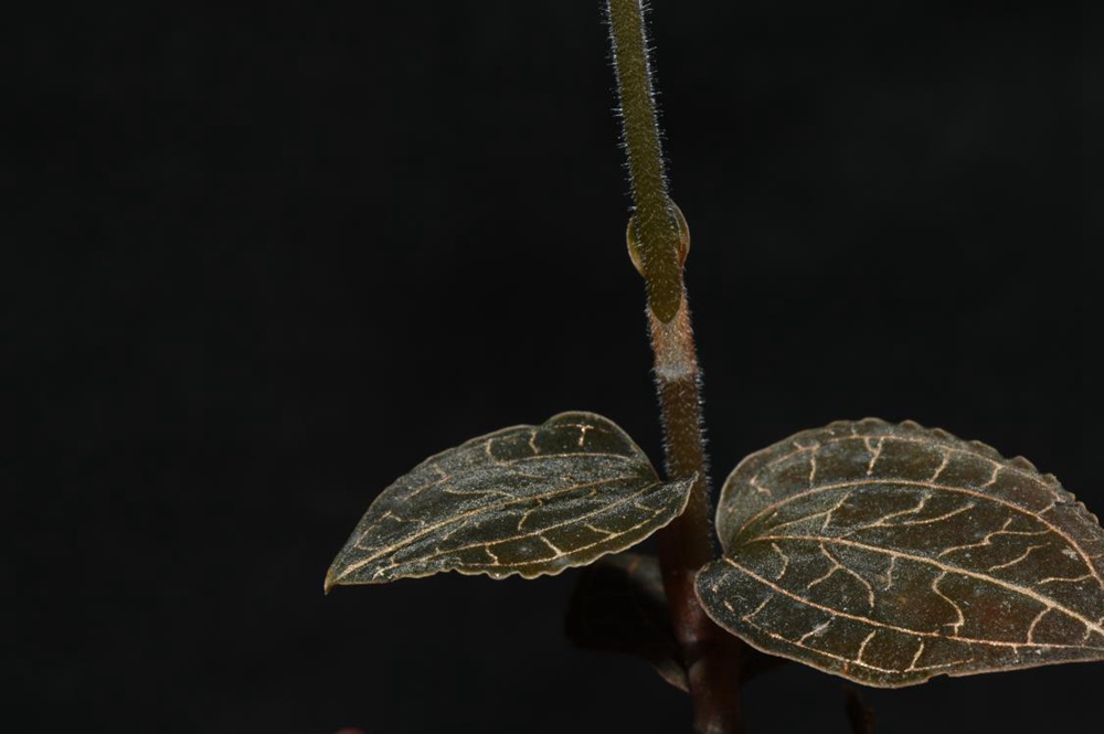 墨脫金線蘭。金效華攝