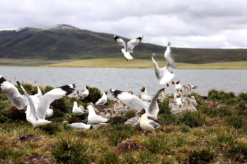 棲息的候鳥。