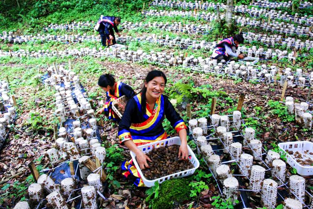 喜獲豐收展笑顏。次仁央宗攝