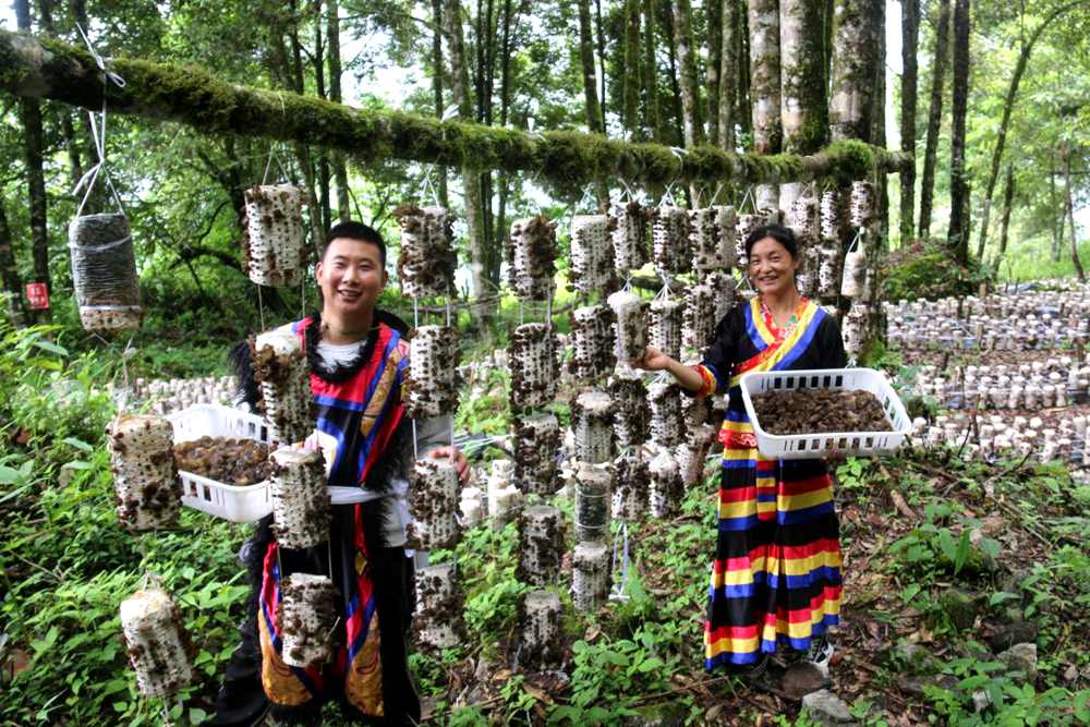 木耳豐收。次仁央宗攝