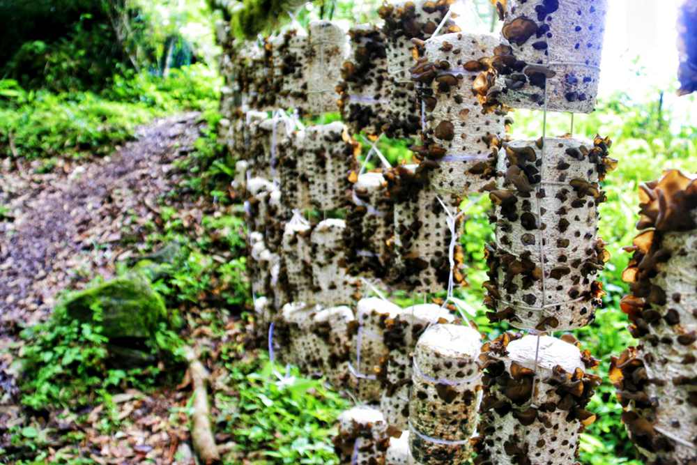 生長中的木耳。次仁央宗攝