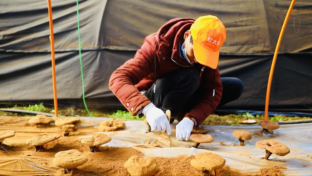 采收靈芝孢子粉。