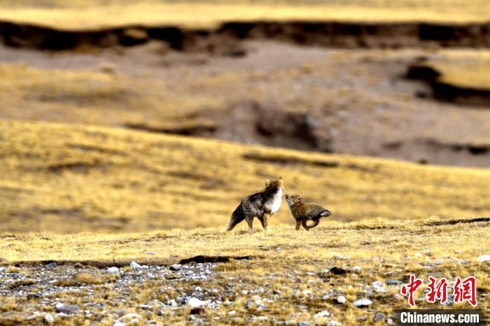 來自媽媽的愛！高原藏狐母子嬉戲畫面暖人心