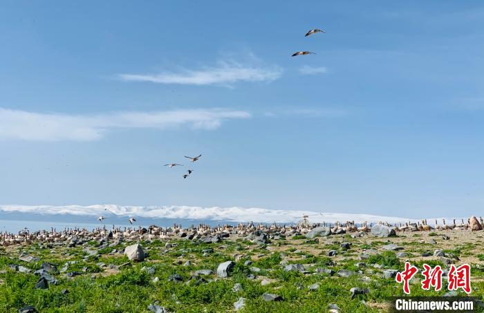探訪鳥島關停兩年后:人去鳥來生態(tài)轉(zhuǎn)好