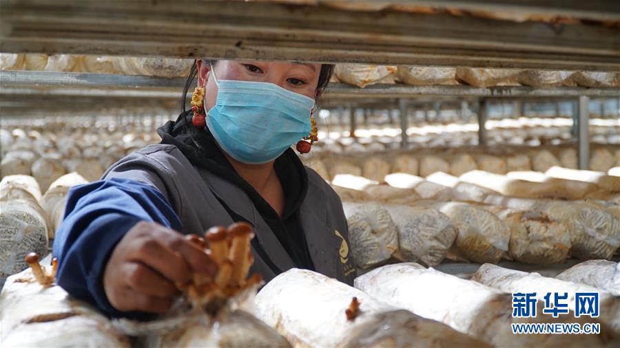 (圖文互動(dòng))(3)云端鋪就幸福路——四川甘孜州脫貧奔小康一線見(jiàn)聞