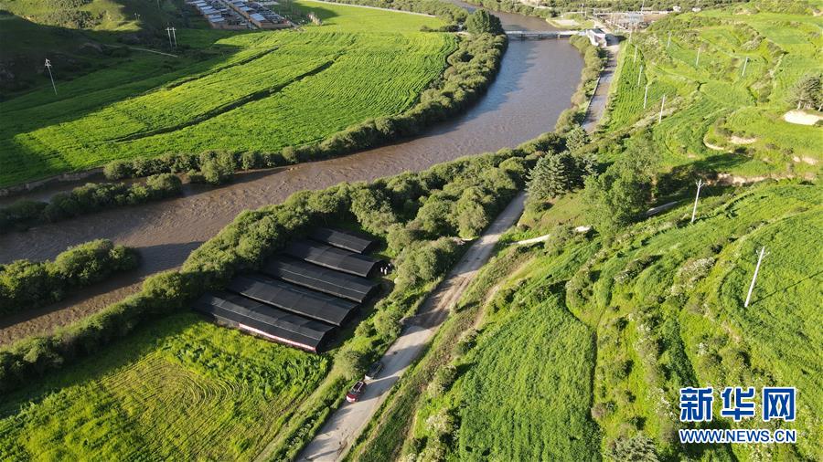 (經(jīng)濟)(1)甘肅:羊肚菌產(chǎn)業(yè)助農(nóng)增收