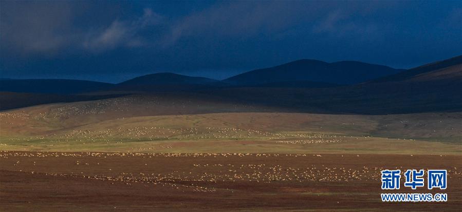 (圖文互動)(1)可可西里加強保護(hù) 十多年未聞盜獵槍聲
