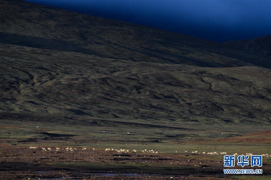 (圖文互動)(3)可可西里加強保護(hù) 十多年未聞盜獵槍聲