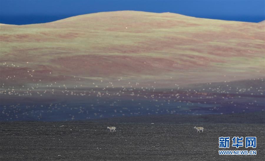 (圖文互動)(4)可可西里加強保護(hù) 十多年未聞盜獵槍聲