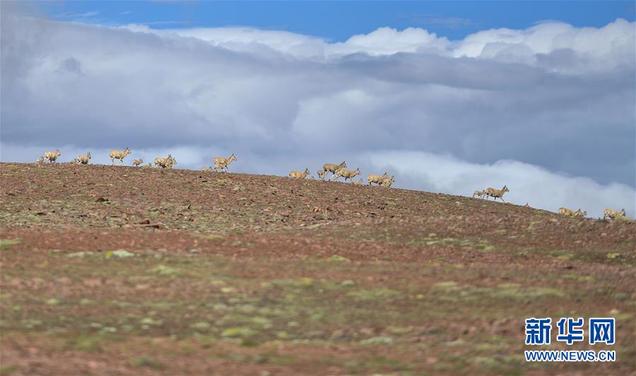 (圖文互動)(5)可可西里加強保護(hù) 十多年未聞盜獵槍聲