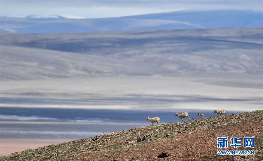 (圖文互動)(6)可可西里加強保護(hù) 十多年未聞盜獵槍聲