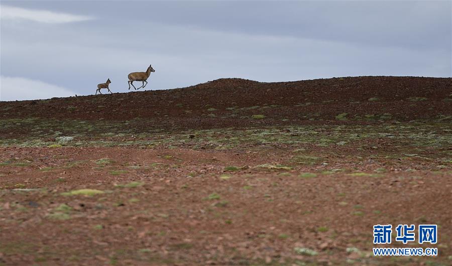 (圖文互動)(7)可可西里加強保護(hù) 十多年未聞盜獵槍聲