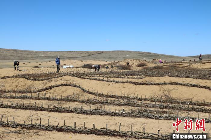 工作人員編織高山柳沙障。若爾蓋縣林業(yè)和草原局供圖