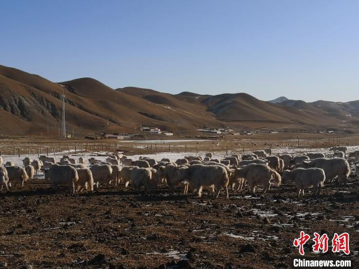 圖為甘肅天祝白牦牛。(資料圖) 南如卓瑪 攝