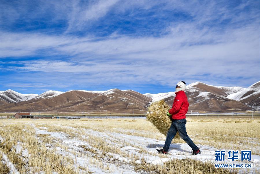 (新華全媒頭條·走向我們的小康生活·圖文互動)(8)綠色繪就三江源——來自青海脫貧奔小康一線的蹲點報告
