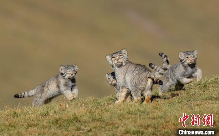 圖為李善元獲獎作品《當媽媽說跑步前進》?！±钌圃?攝
