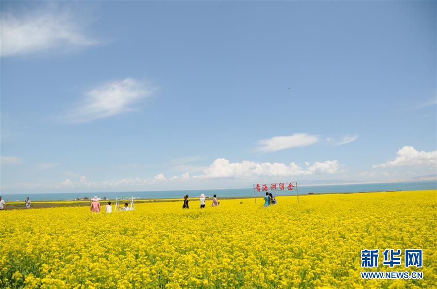 (新華全媒頭條·圖文互動)(8)大湖見證 ——持續(xù)保護讓青海湖生態(tài)華麗“蝶變”