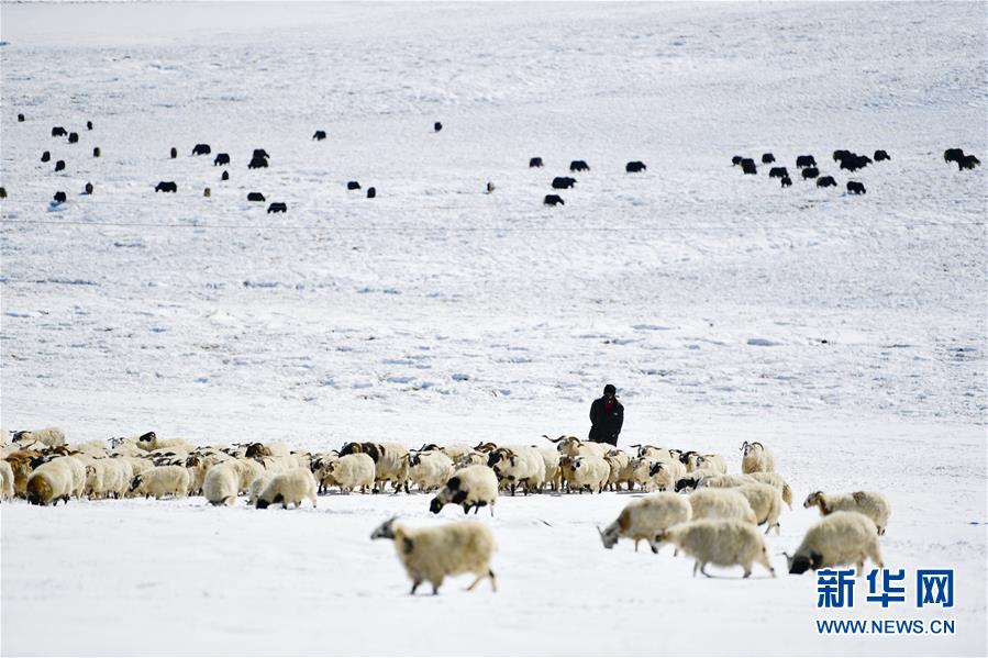 (圖文互動(dòng))(3)備足糧草好過冬——青海稱多縣采訪見聞